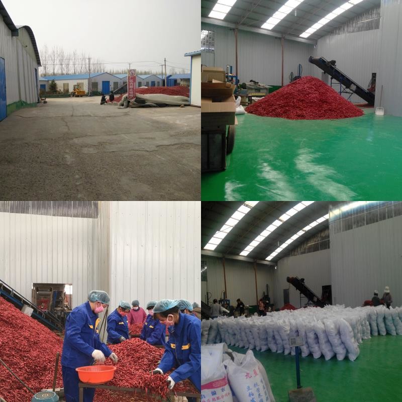 চীন Neihuang Xinglong Agricultural Products Co. Ltd সংস্থা প্রোফাইল