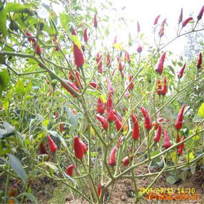 গোলাকার 12% আর্দ্র লাল বুলেট মরিচ অ্যানহাইড্রাস এইচএসিসিপি টুপি কিং ছোট আকারের সাথে