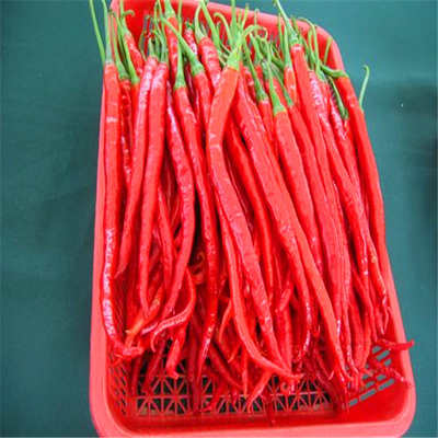 খাঁটি চিলি পেপার Erjingtiao 8-12% আর্দ্রতা এবং বায়ু শুকনো প্রক্রিয়া সঙ্গে শুকনো চিলি