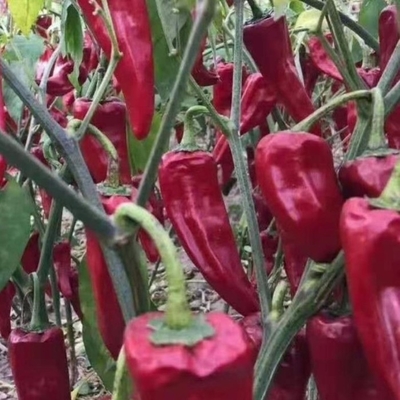 প্যাসিভ চিলি স্বাদযুক্ত ইডু চিলি