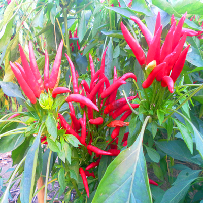 শীর্ষ মানের বায়ু এবং সূর্য শুকনো লাল মরিচ 90,000 SHU