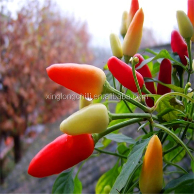 তিয়ানজিন রেড চিলেস চীন থেকে আসল মশলাদার স্বাদ