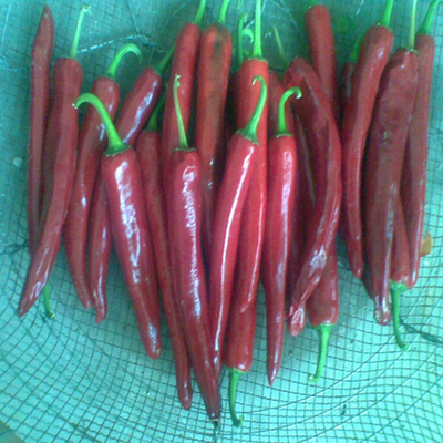 উচ্চ ভিটামিন সি ধারণকারী শক্তিশালী মরিচ পাউডার