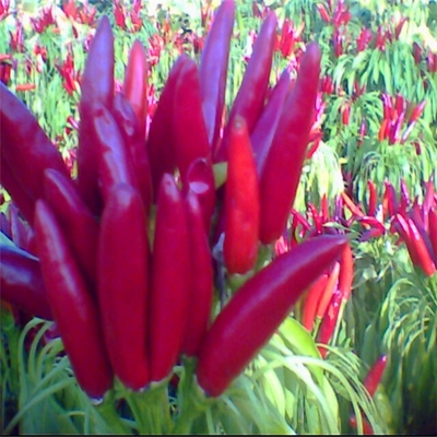 রান্নাঘরের জন্য আবশ্যকীয় সামগ্রী