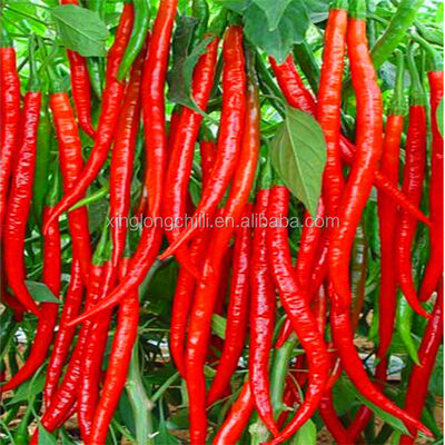 রেড বুলেট হালকা ওজনের বুলেট দ্রুত ইনস্টলেশনের জন্য অপ্টিমাইজ করা হয়েছে এবং উত্পাদন সুবিধাগুলিতে অপারেশনাল ডাউনটাইম হ্রাস করা হয়েছে