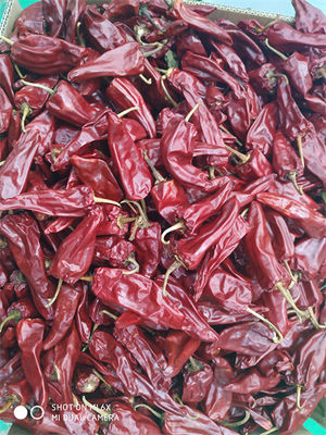 স্টেম HACCP সার্টিফিকেশন সহ নতুন ফসল Yidu শুকনো মরিচ