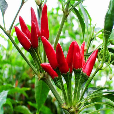 রান্নার জন্য ভিটামিন সি সমৃদ্ধ শুকনো ওভাল পাখি চোখের মরিচ