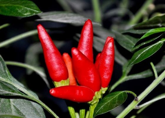তিয়ানজিন রেড চিলেস চীন থেকে আসল মশলাদার স্বাদ