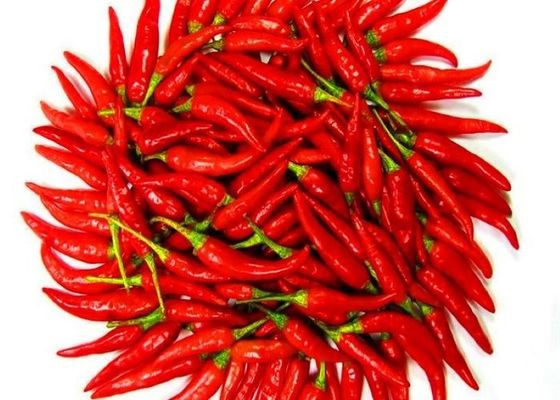 একক ভেষজ মশলা শুকনো লাল মরিচ সর্বাধিক ১% অশুচিতা