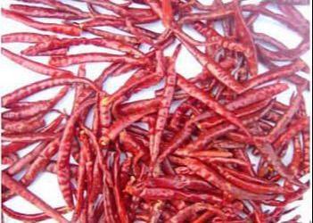 শেকড়বিহীন চীনা শুকনো মরিচ