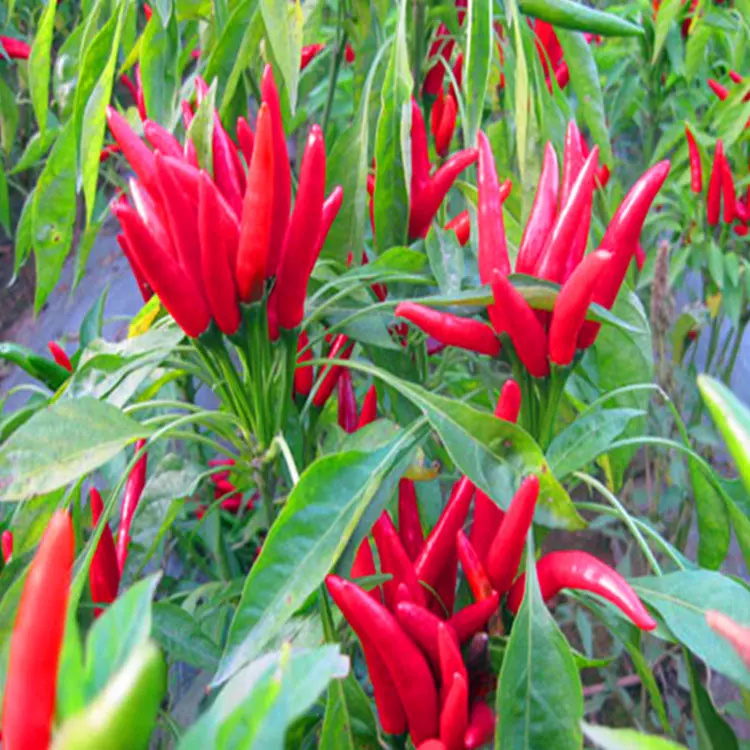 গরম তিক্ত ১০,০০০ SHU শুকনো লাল মরিচ মরিচ শক্তিশালী তিক্ত মরিচ স্বাদযুক্ত মরিচ