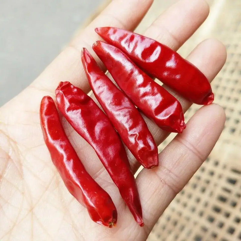 শুকনো পুরো লাল মরিচ / শুকনো এশিয়ান মরিচ গরম মশলা রন্ধনপ্রণালী দুঃসাহসিক জন্য
