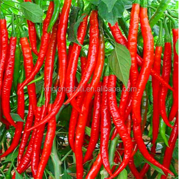 রেড বুলেট হালকা ওজনের বুলেট দ্রুত ইনস্টলেশনের জন্য অপ্টিমাইজ করা হয়েছে এবং উত্পাদন সুবিধাগুলিতে অপারেশনাল ডাউনটাইম হ্রাস করা হয়েছে