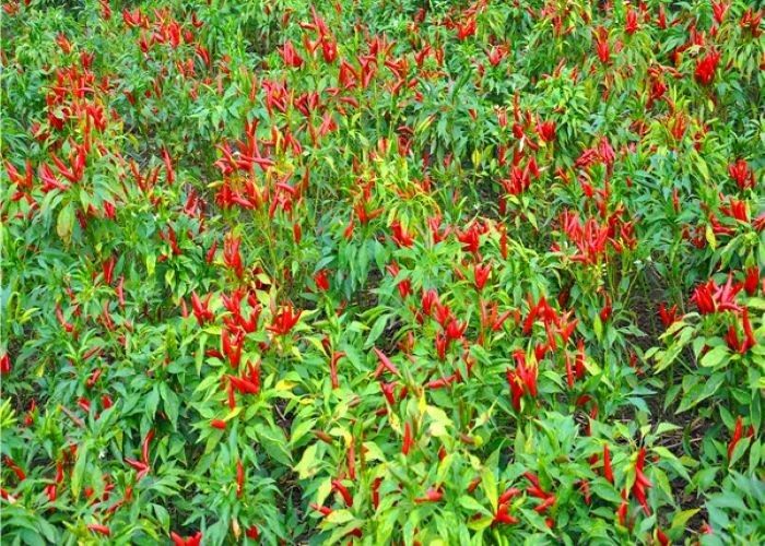 বড় আকারের উৎপাদনের জন্য বায়ু-শুকনো থাই চিলি সমাপ্ত ফর্ম বীজ